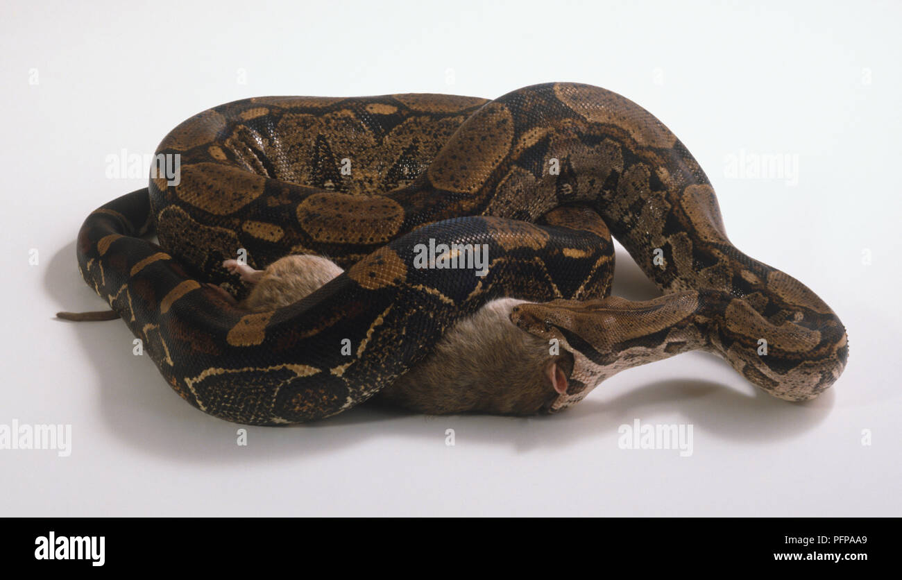 Boa Constrictor (Constrictor constrictor) curled up eating rodent. Stock Photo