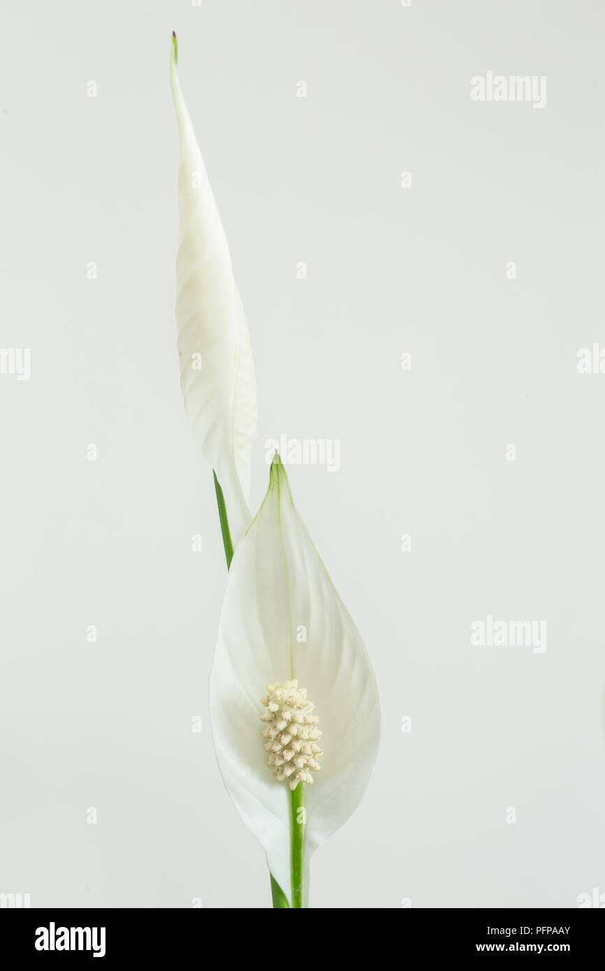 indoor plant peace lily close up macro Stock Photo