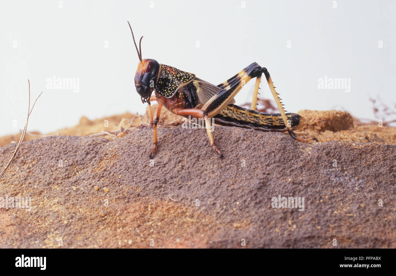 Desert locust (Schistocerca gregaria), side view Stock Photo