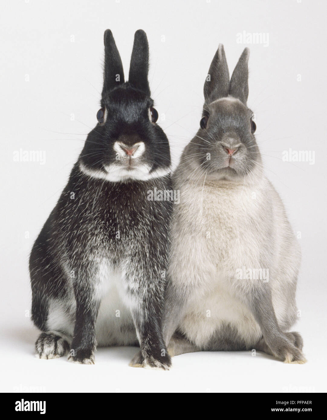 Black and grey Rabbits (Oryctolagus cuniculus) sitting side by side looking at camera, front view Stock Photo