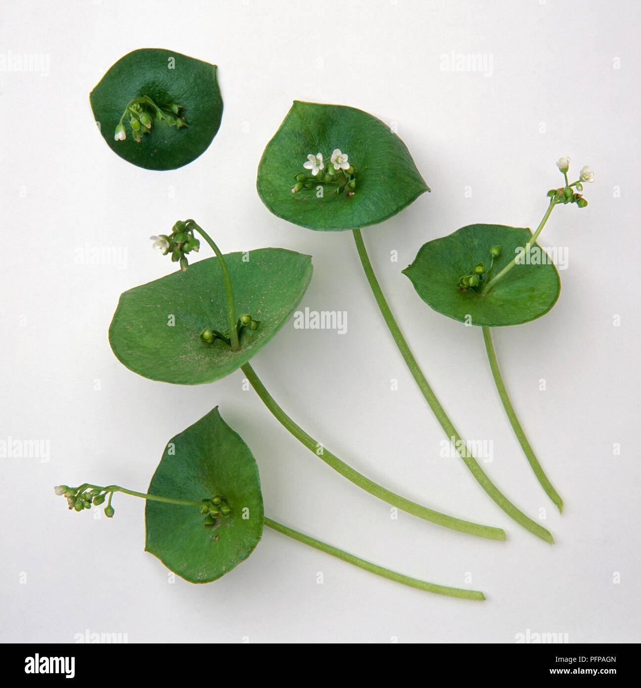 Claytonia perfoliata (Spring beauty or Miner's lettuce), stems with leaves and small white flowers Stock Photo