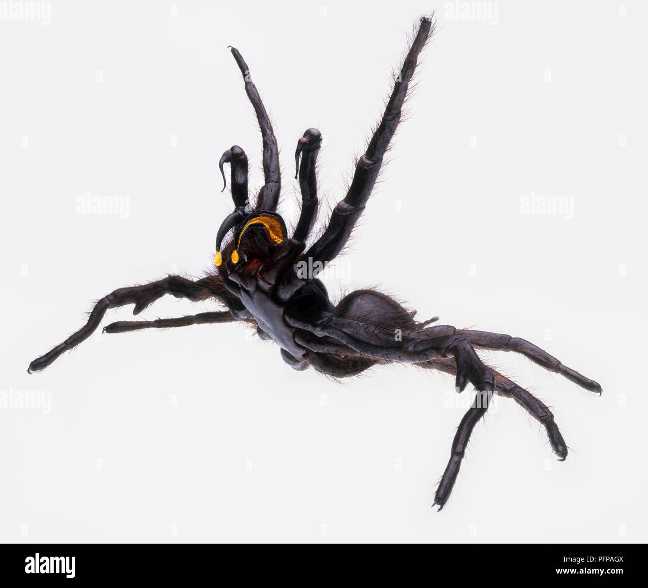 Model of Funnel web spider (Hadronyche sp.) ready to attack Stock Photo