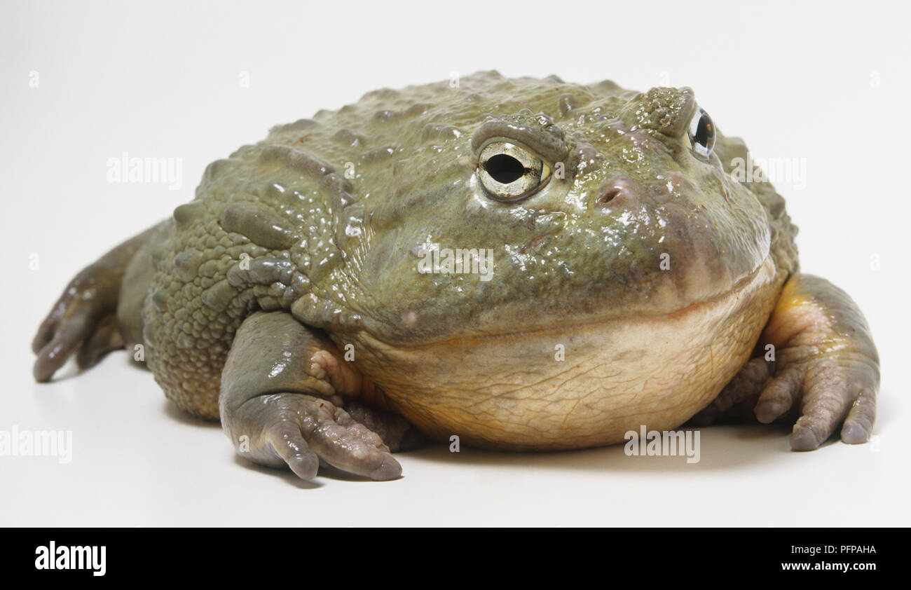 African Bullfrog (Pyxicephalus adspersus) Stock Photo