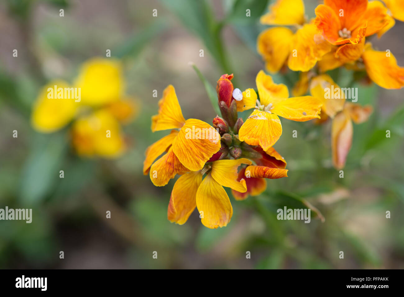 Cheiranthus Persian carpet Stock Photo Alamy