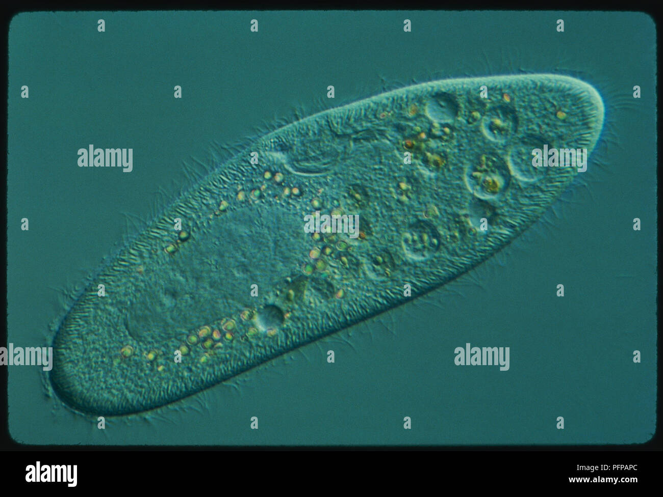 Paramecium Microscope