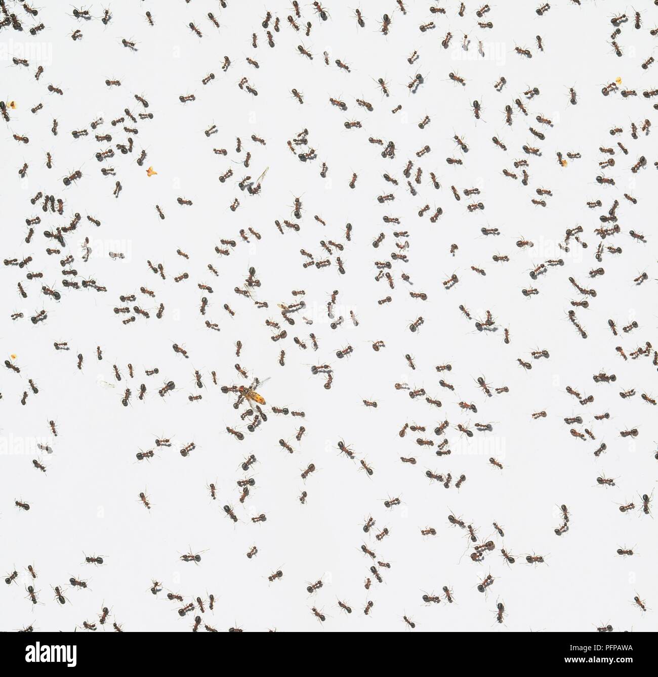 Colony of ants on white background Stock Photo - Alamy