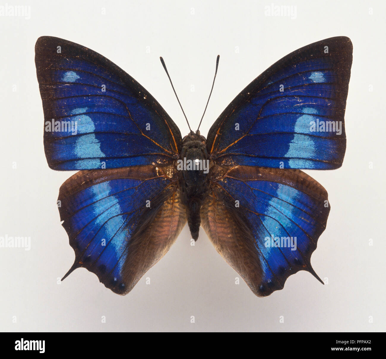 Above view blue and black butterfly with short pointed tails Stock