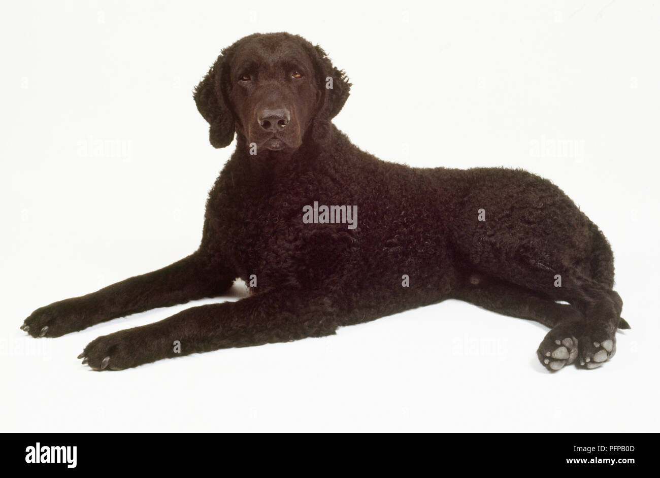 black coat retriever