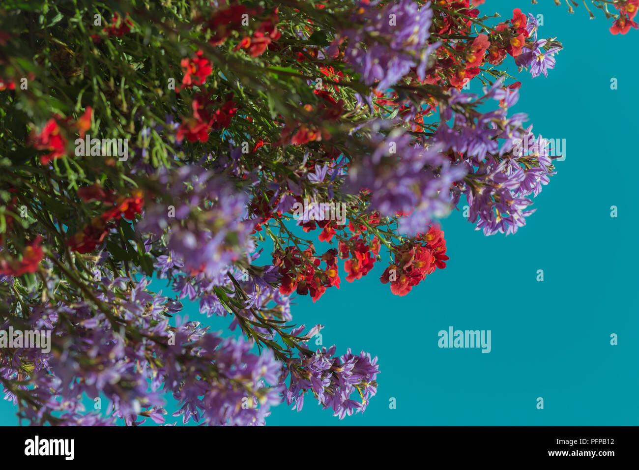 Blue hanging flowers hires stock photography and images Alamy