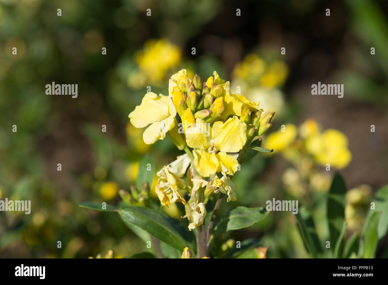 Biennial primrose hires stock photography and images Alamy
