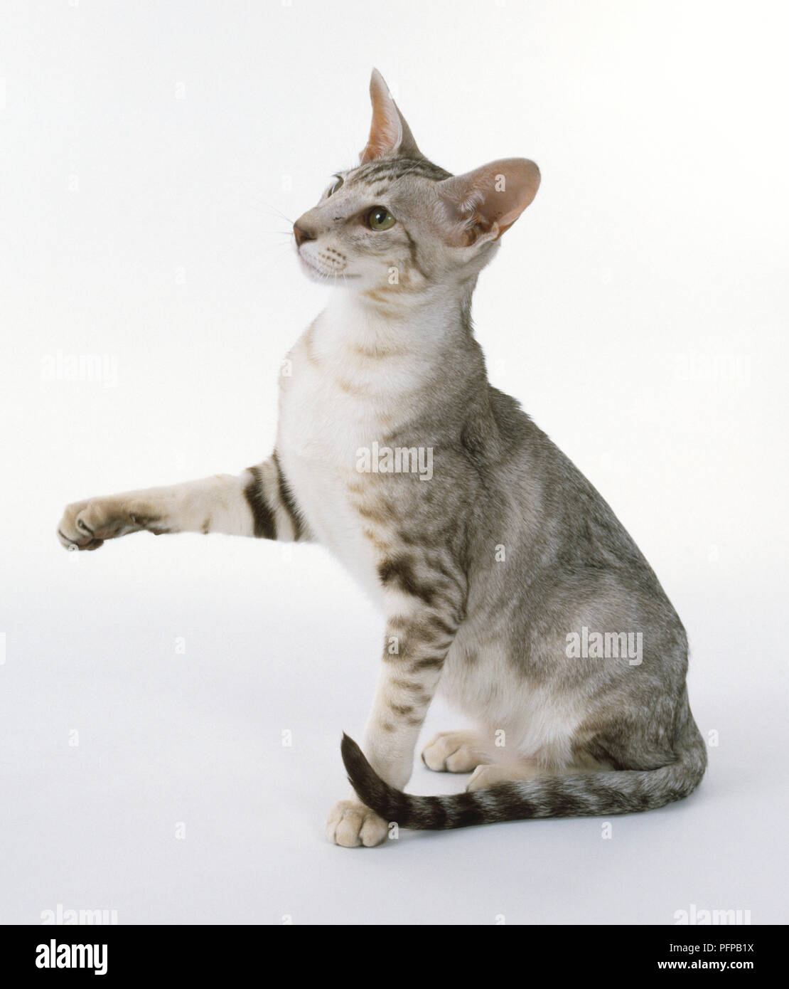 Chocolate Silver Classic Tabby Oriental shorthaired cat with sleek appearance and slims legs with small oval paws, sitting, extending right fore paw. Stock Photo
