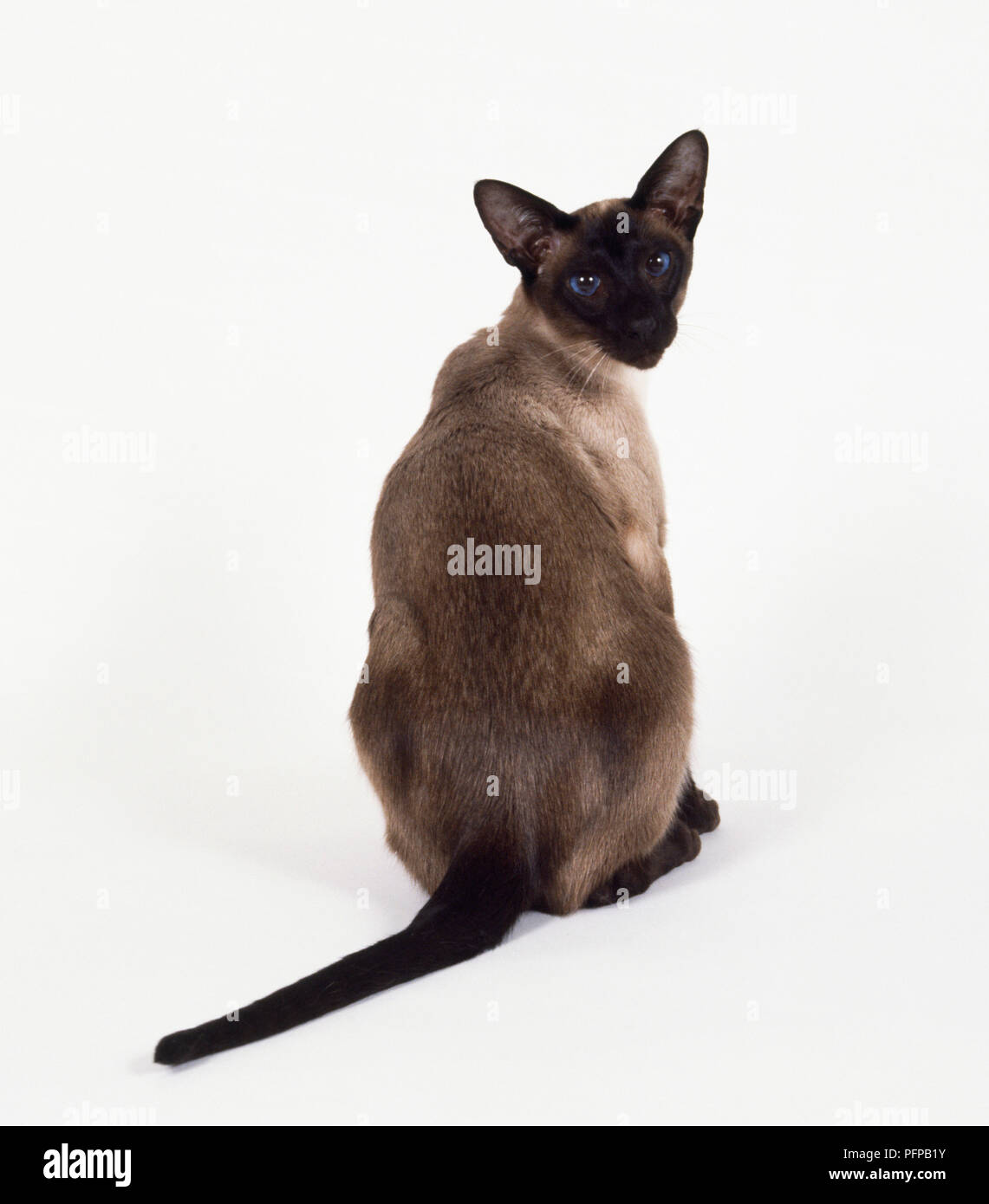 Seal Point Siamese cat with darker colouration on back, sitting ...