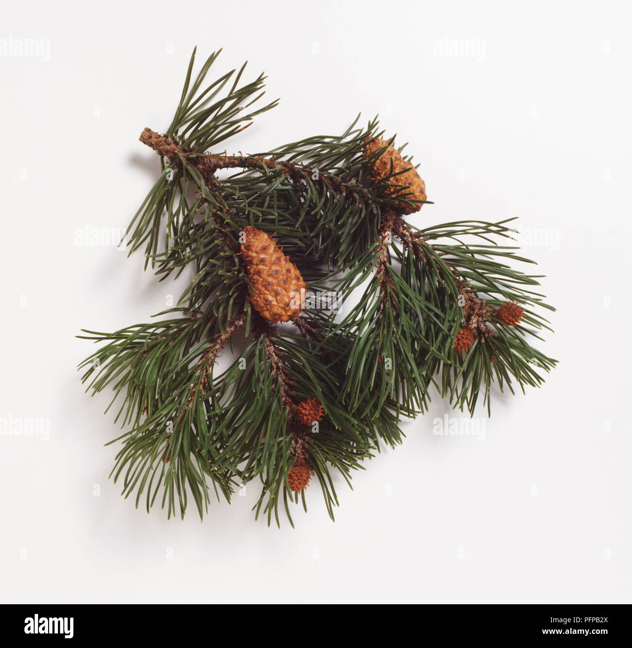 Pinus contorta, stem with green leaves and brown cones Stock Photo