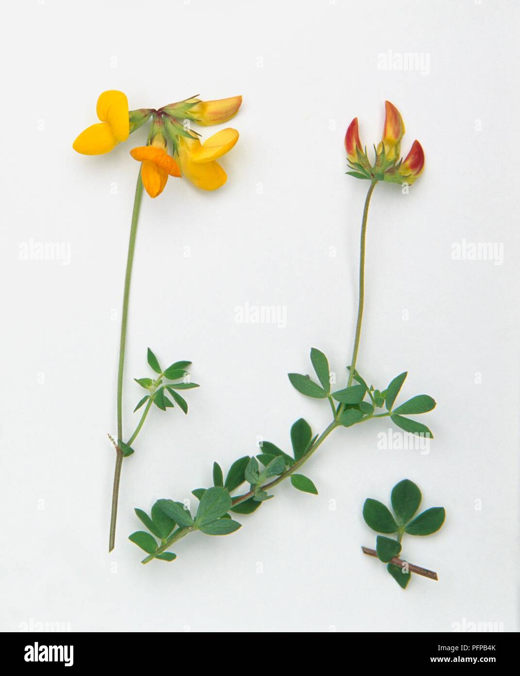 Lotus corniculatus (Bird's foot trefoil), stems with buds, flowers and leaves, and separated petals Stock Photo