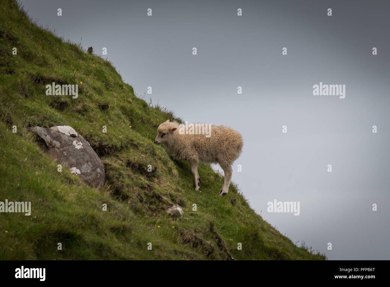 Lamb grazing on a steep grassy slope, Gásadalur, Vágar, Faroe Islands. Stock Photo