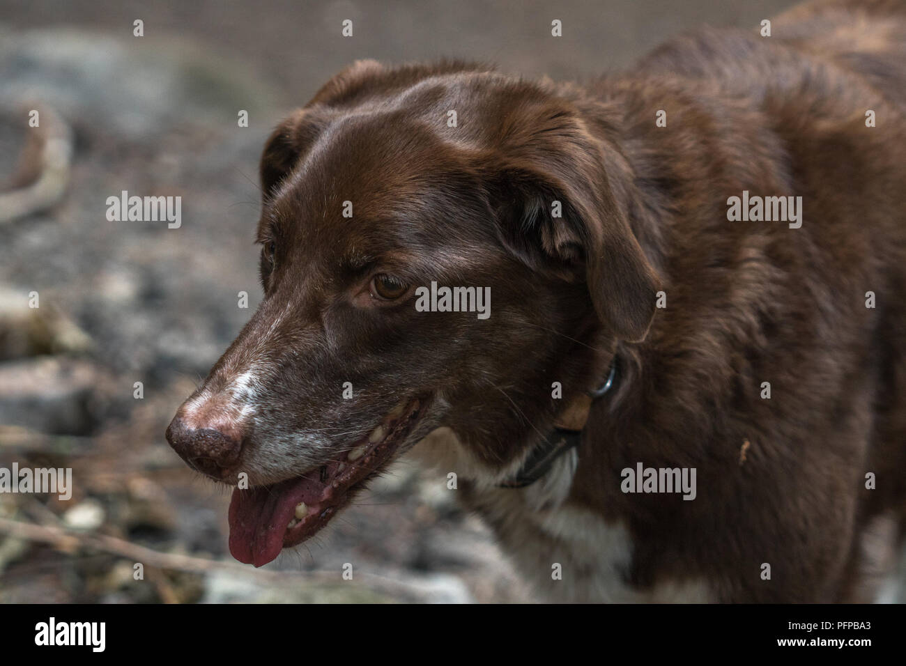 My dog, a Lab mix with australian sheppard Stock Photo