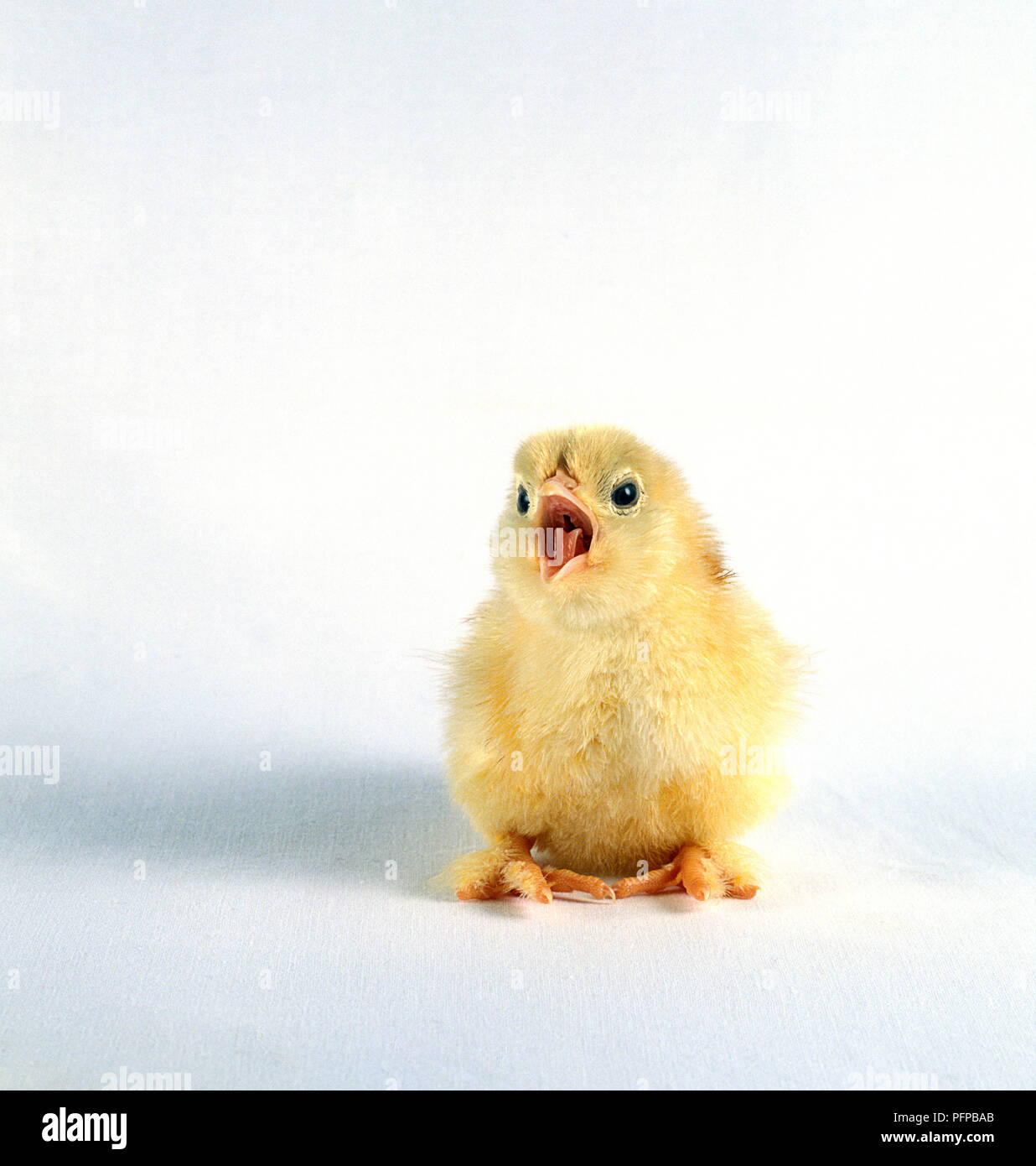 Yellow chick calling, front view Stock Photo - Alamy