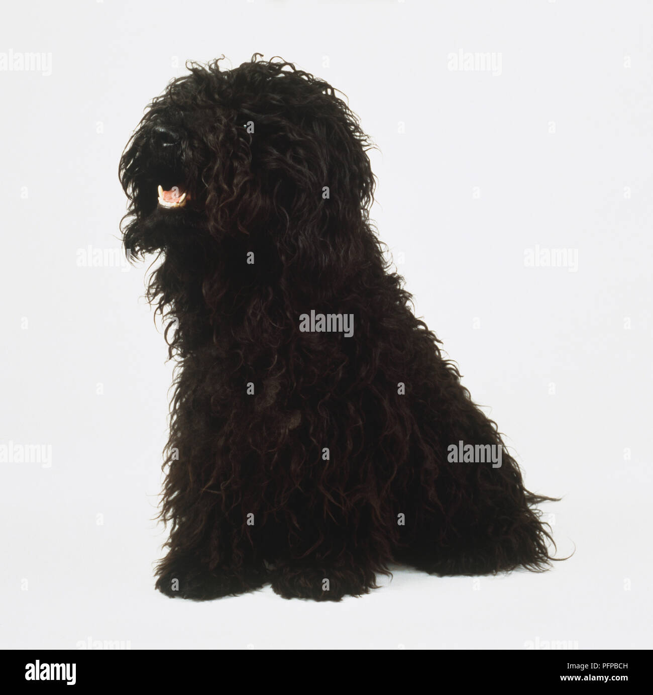 Short Haired Black Russian Terrier Stock Photo 216236177 Alamy