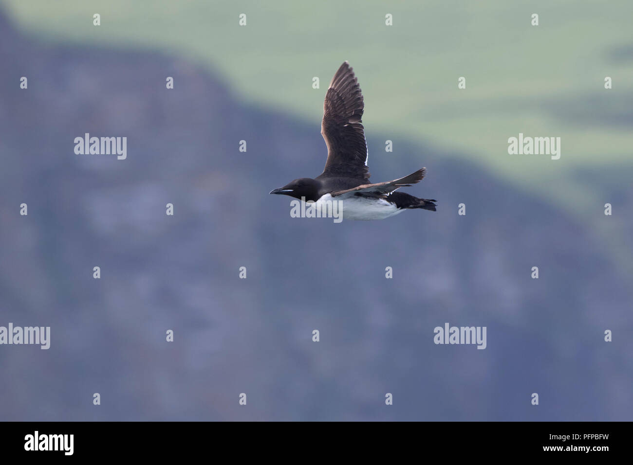 brunnichs guillemot which flies against the background of rocky coastline Stock Photo