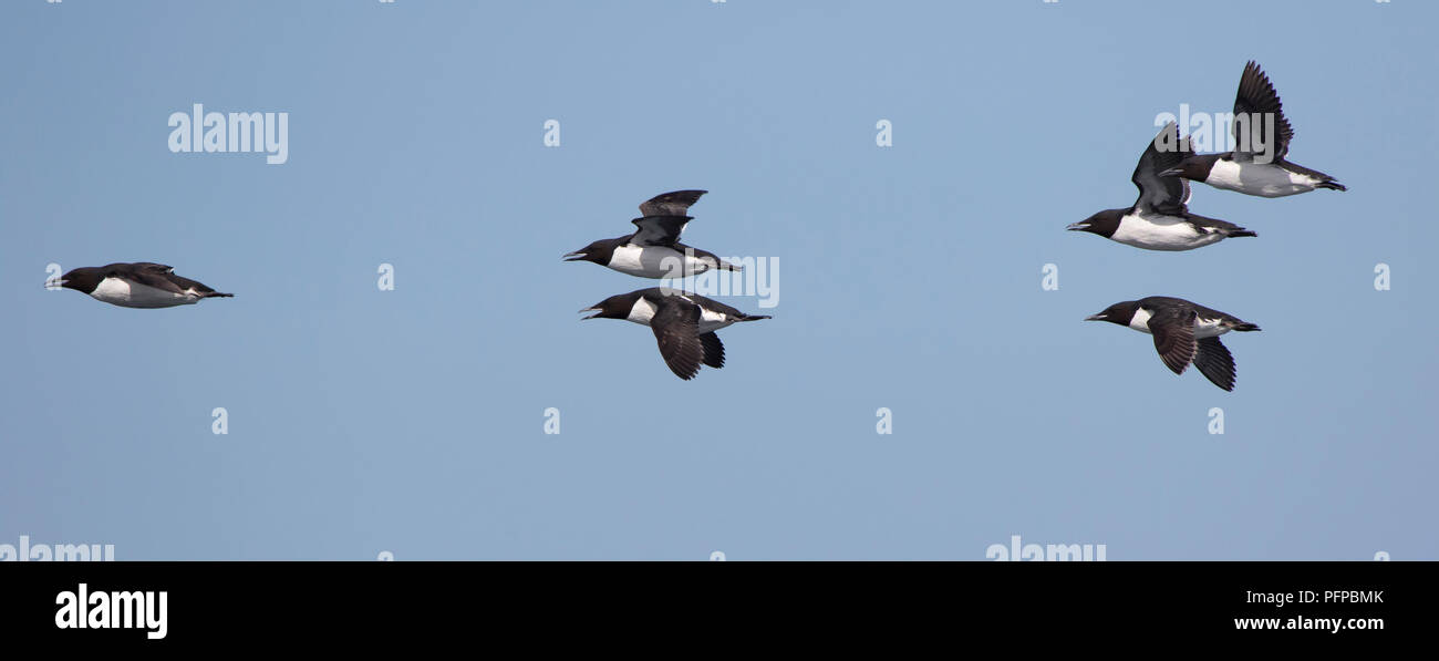 group of brunnichs guillemot flying over the waters of the pacific ocean Stock Photo