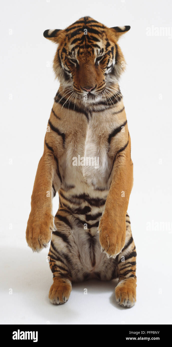 Tiger (Panthera tigris) standing up on hind legs, looking down, front