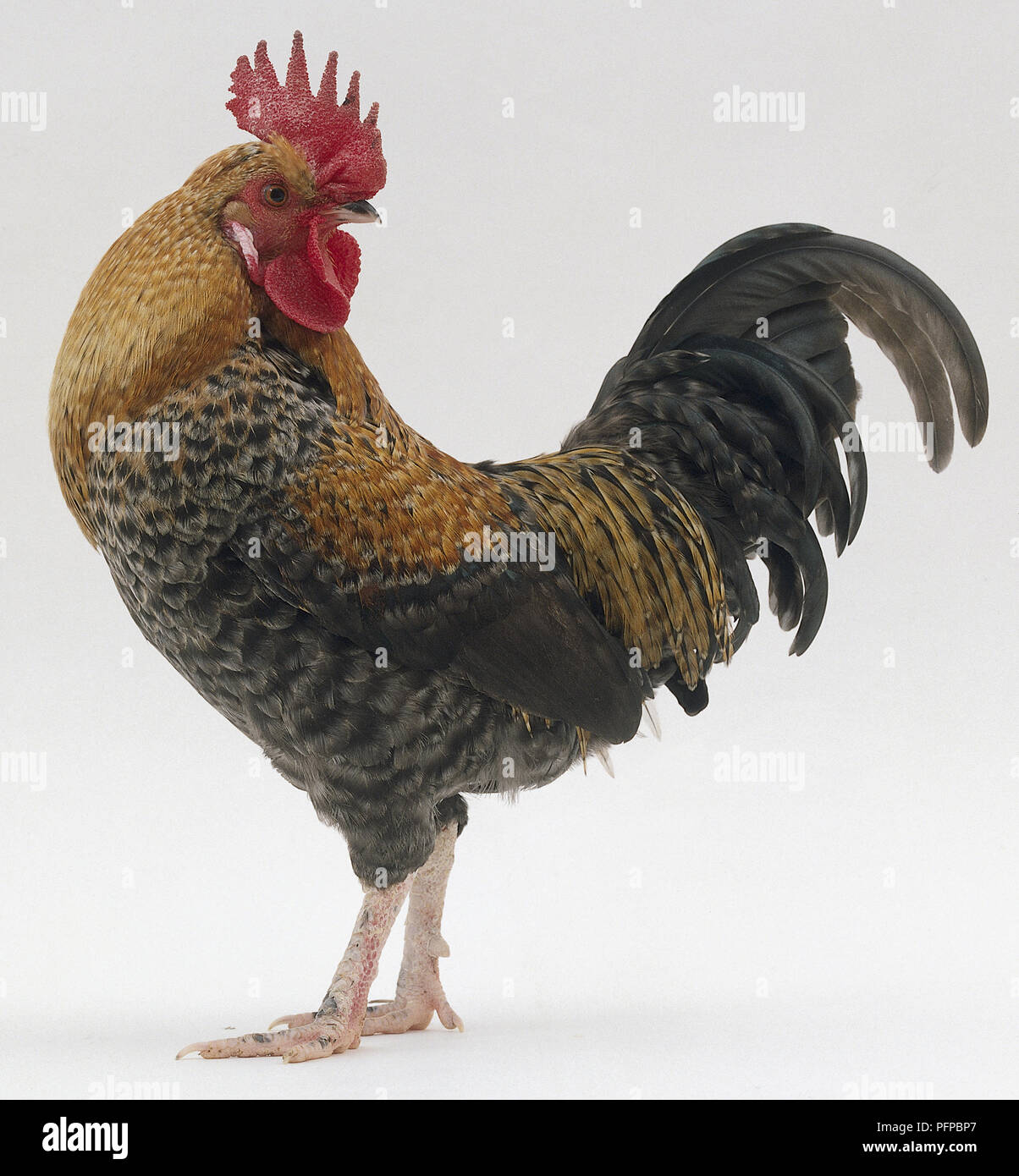 Cockerel (Gallus gallus) looking back over shoulder, side view Stock Photo