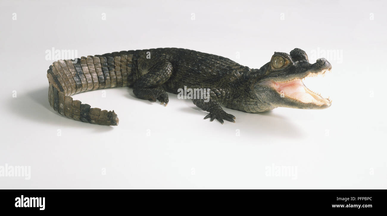 Spectacled Caiman (Caimanus crododilus) with its jaws open, side view