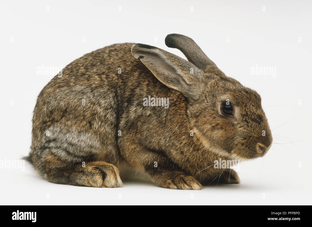 European Rabbit (Oryctolagus cuniculus) sitting with its ears back