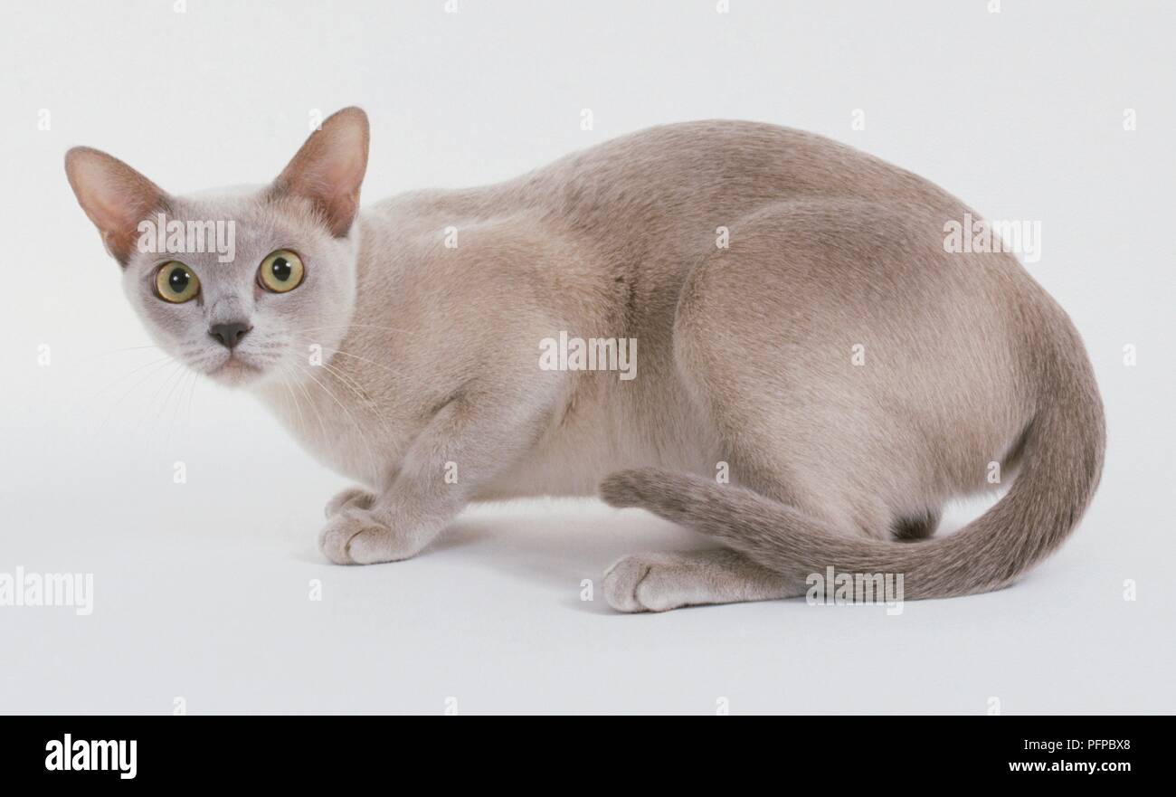 Lilac Burmese Cat — free download