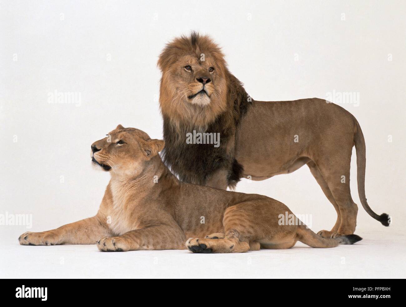 A pair of Lions (Panthera leo), lioness lying down and male lion