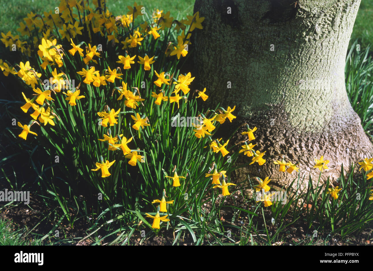 Narcissus 'TeteaTete', yellow Daffodils growing by tree trunk