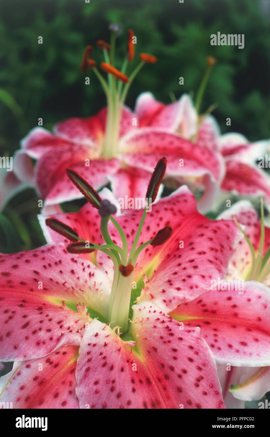 Lilium 'Journey's End', division 7d lily, partial view of flower showing deep pink petals with maroon spotting, white margins and tips Stock Photo
