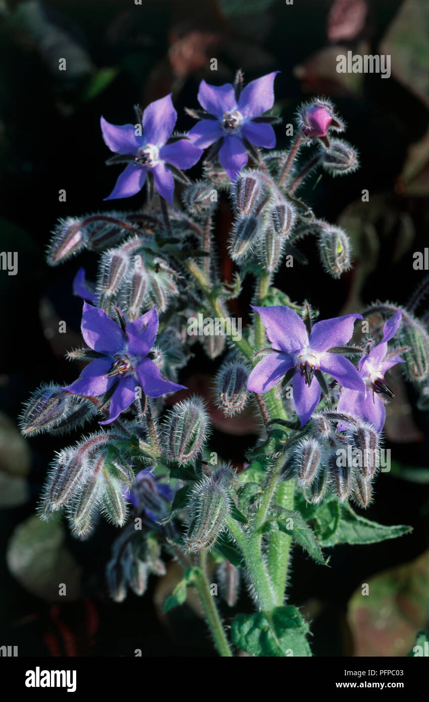 Borago officinalis (Borage), herb with thick stems and cymes of star-shaped bright blue flowers with hairy buds, close-up Stock Photo