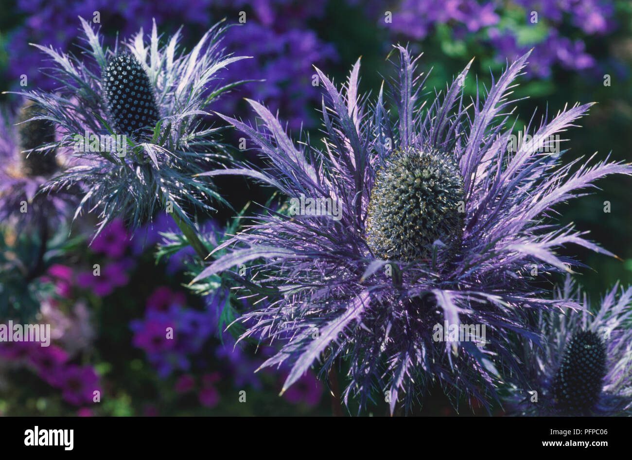 Eryngium alpinum common name Sea holly. Close up of herbaceous