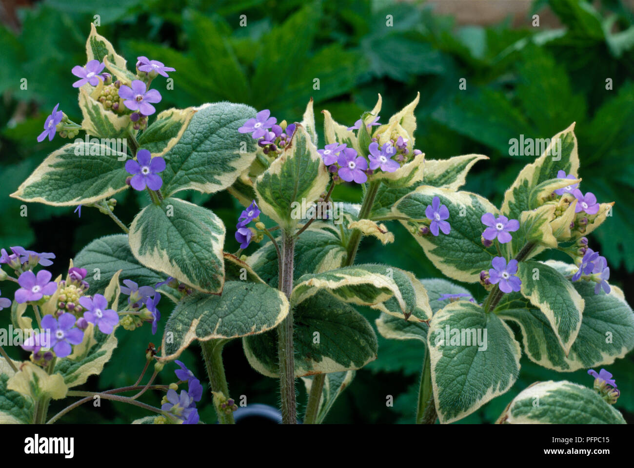 Brunnera macrophylla 'Dawson's White' (Siberian bugloss), perennial ...