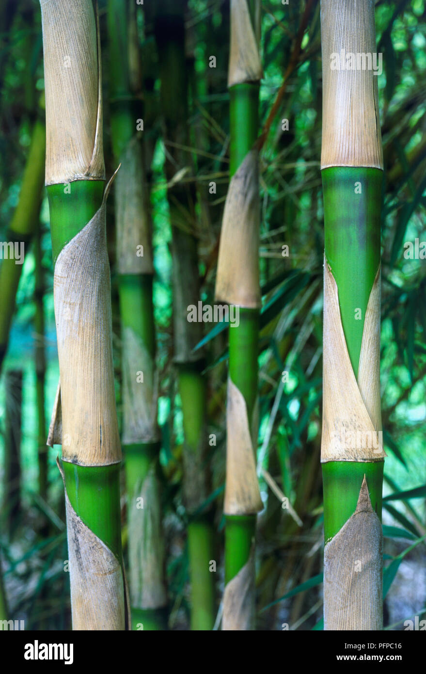 Chusquea culeou 'Breviglumis', bamboo stems in a garden, close-up Stock Photo