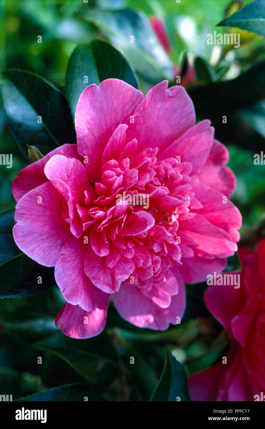 Camellia x williamsii 'Anticipation', close-up on bright pink flower Stock Photo