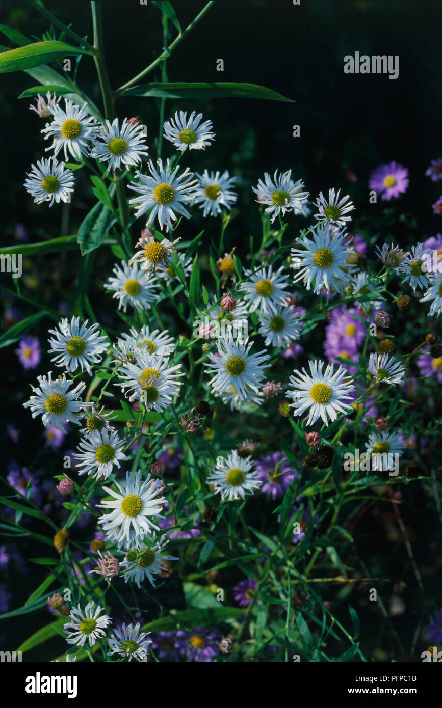 Boltonia asteroides (False aster), upright perennial with daisy-like flowerheads Stock Photo