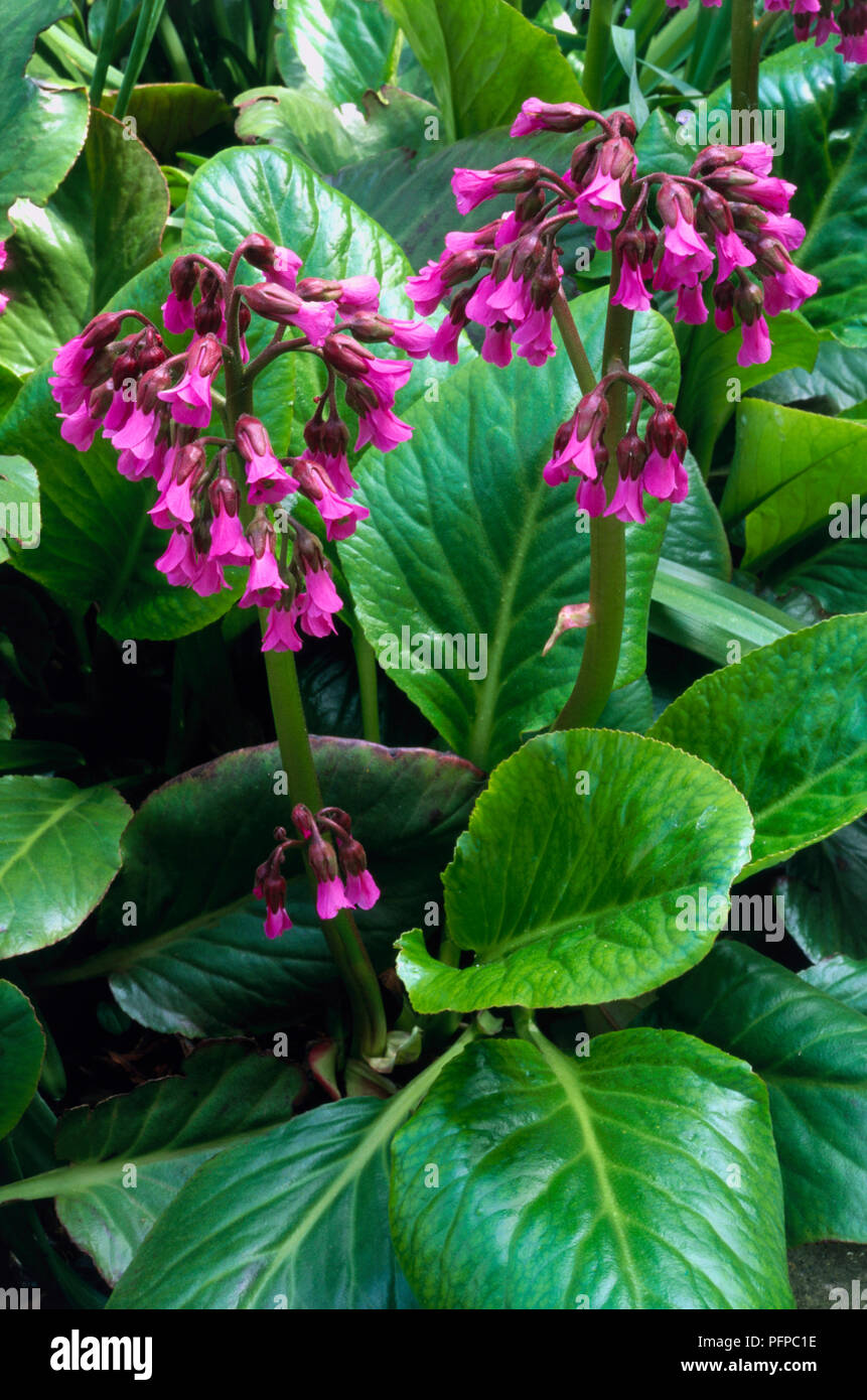 Bergenia purpurascens, magenta flowers and green leaves, close-up Stock Photo