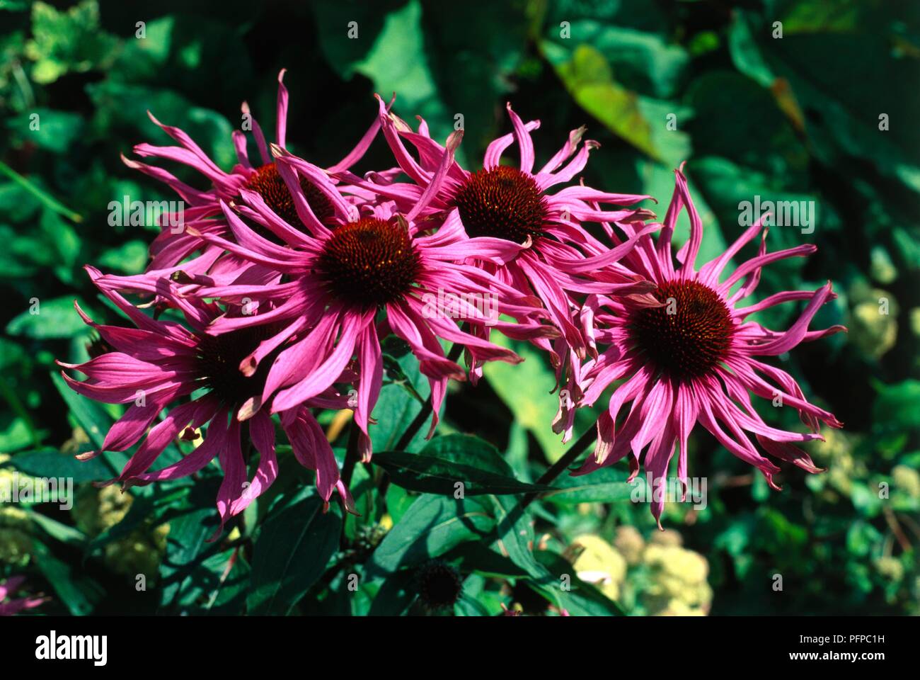 Echinacea purpurea 'Magnus', with deep pink flowers and green leaves Stock Photo