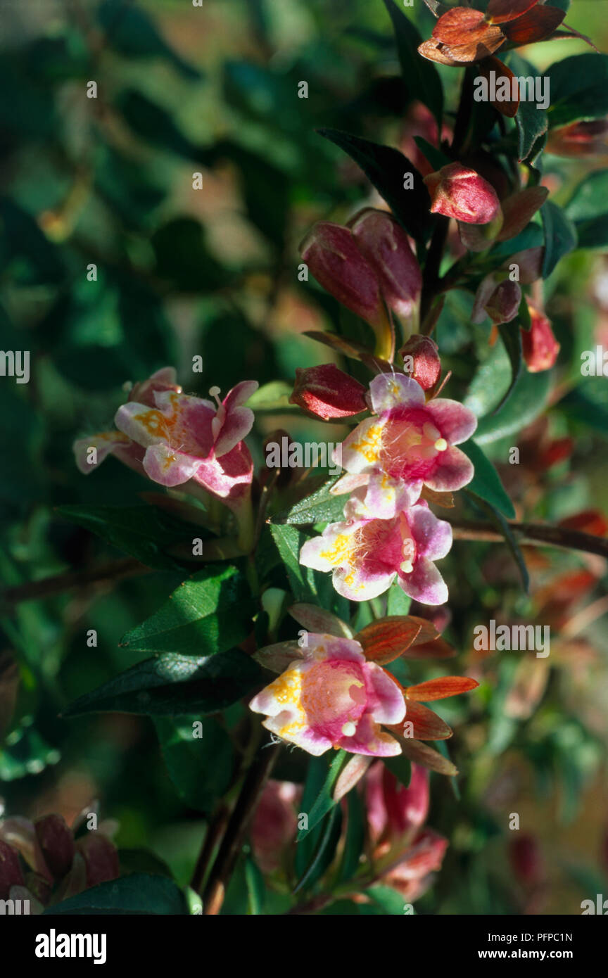 Abelia engleriana, shrub showing green, glossy leaves and funnel-shaped, orange-marked, lilac-pink flowers and buds, close-up Stock Photo