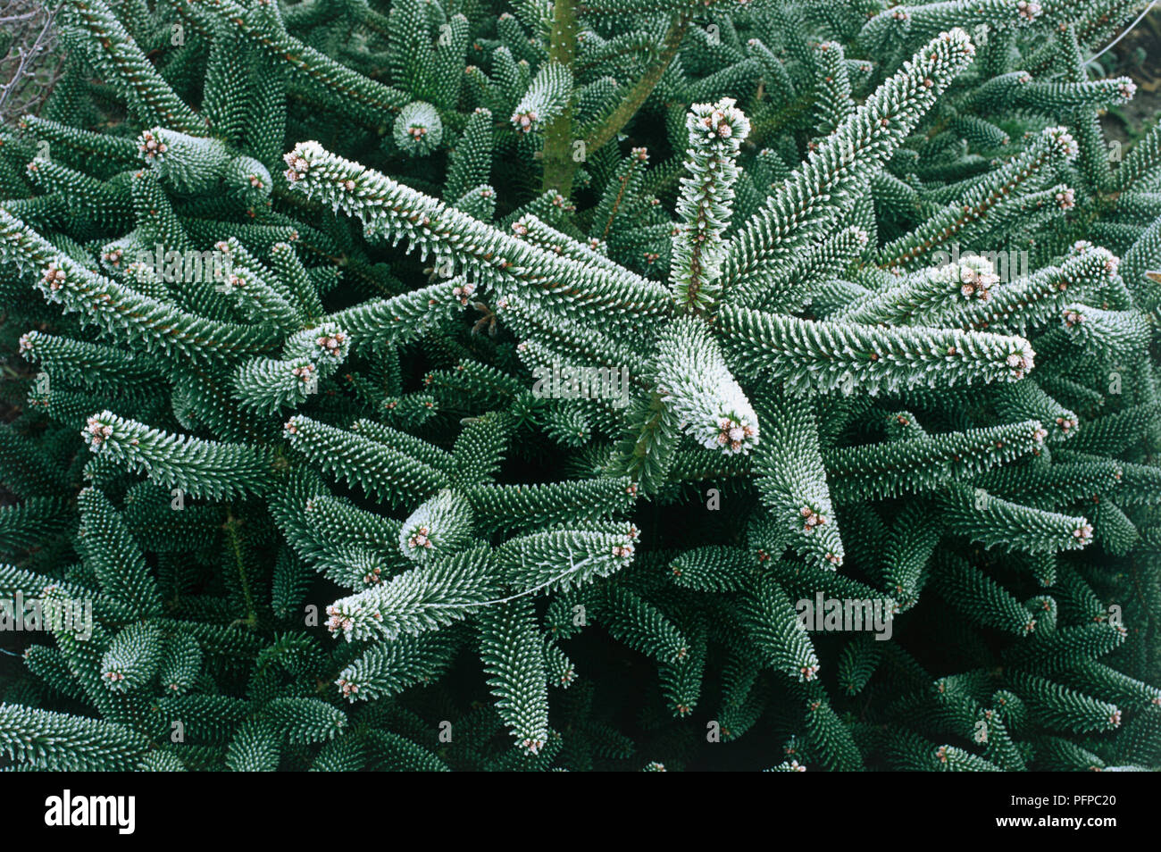 Abies pinsapo 'Glauca', small fir tree showing linear bluish green leaves  arranged radially around each shoot and covered with snow Stock Photo -  Alamy