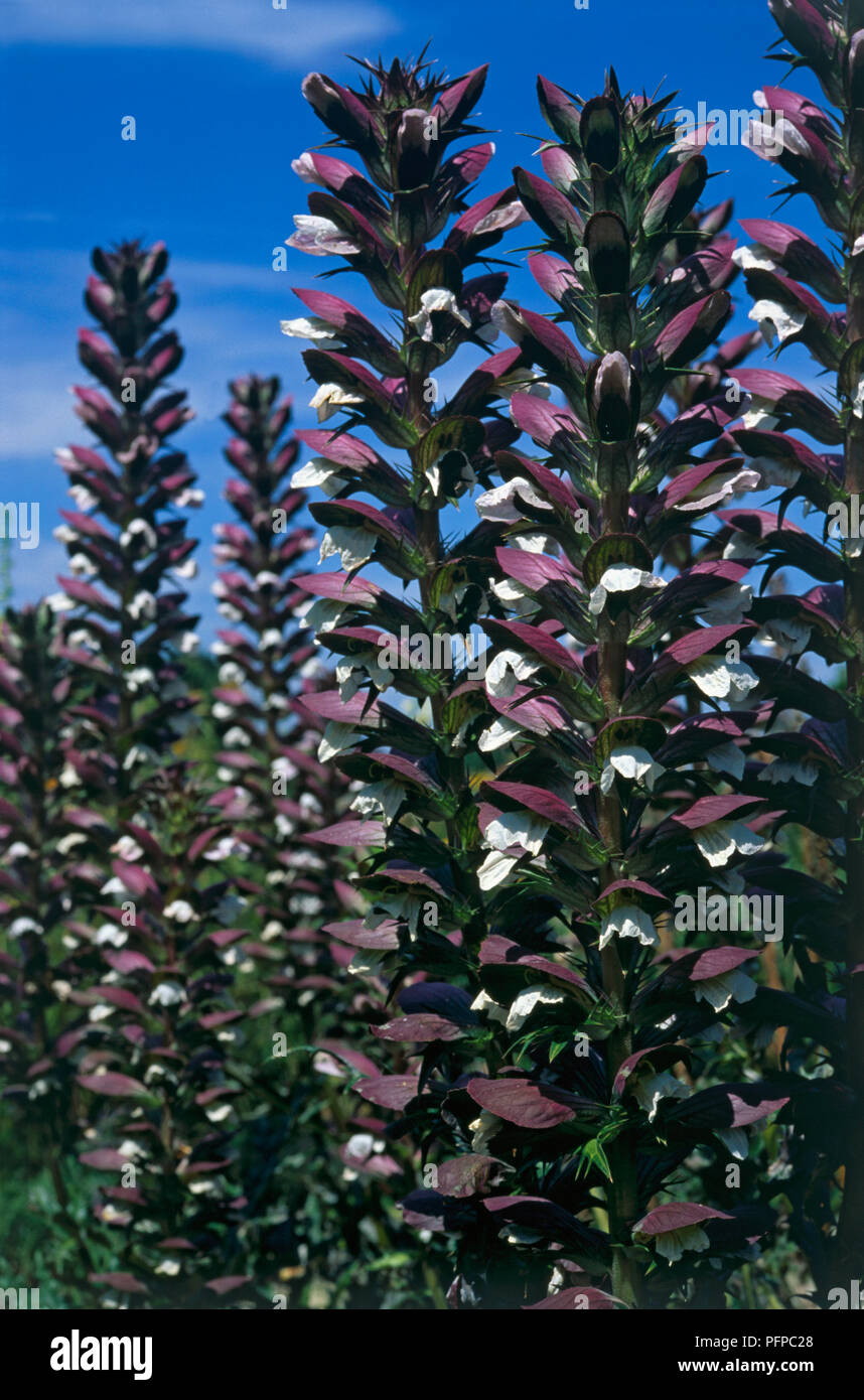 Acanthus spinosus, perennial dark green leaves and tall racemes of pure white flowers with purple bracts Stock Photo