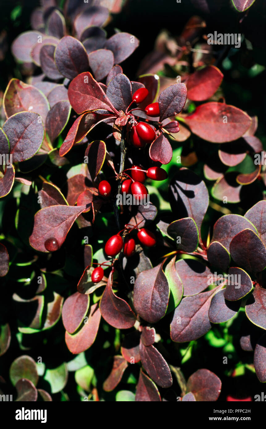Berberis thunbergii 'Golden Ring' (Japanese barberry, Thunberg's barberry), developed leaves, fruits, and red berries Stock Photo