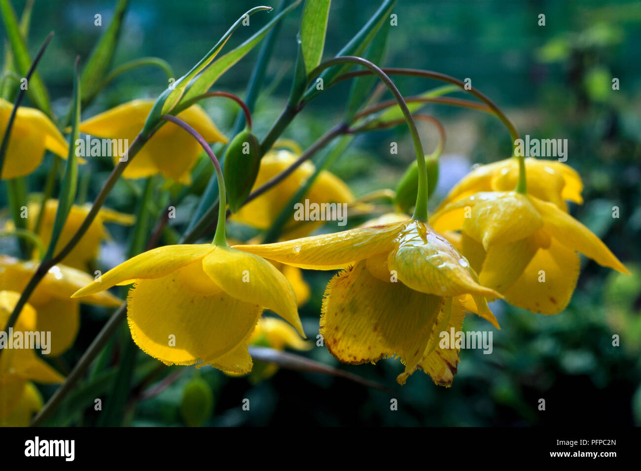 Calochortus amabilis (Diogenes' lantern), pendent yellow flowers, close-up Stock Photo