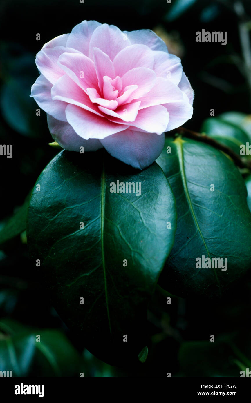 Camellia japonica 'Souvenir de Bahuaud-Litou' (Japanese camellia), pink flower and evergreen leaves, close-up Stock Photo