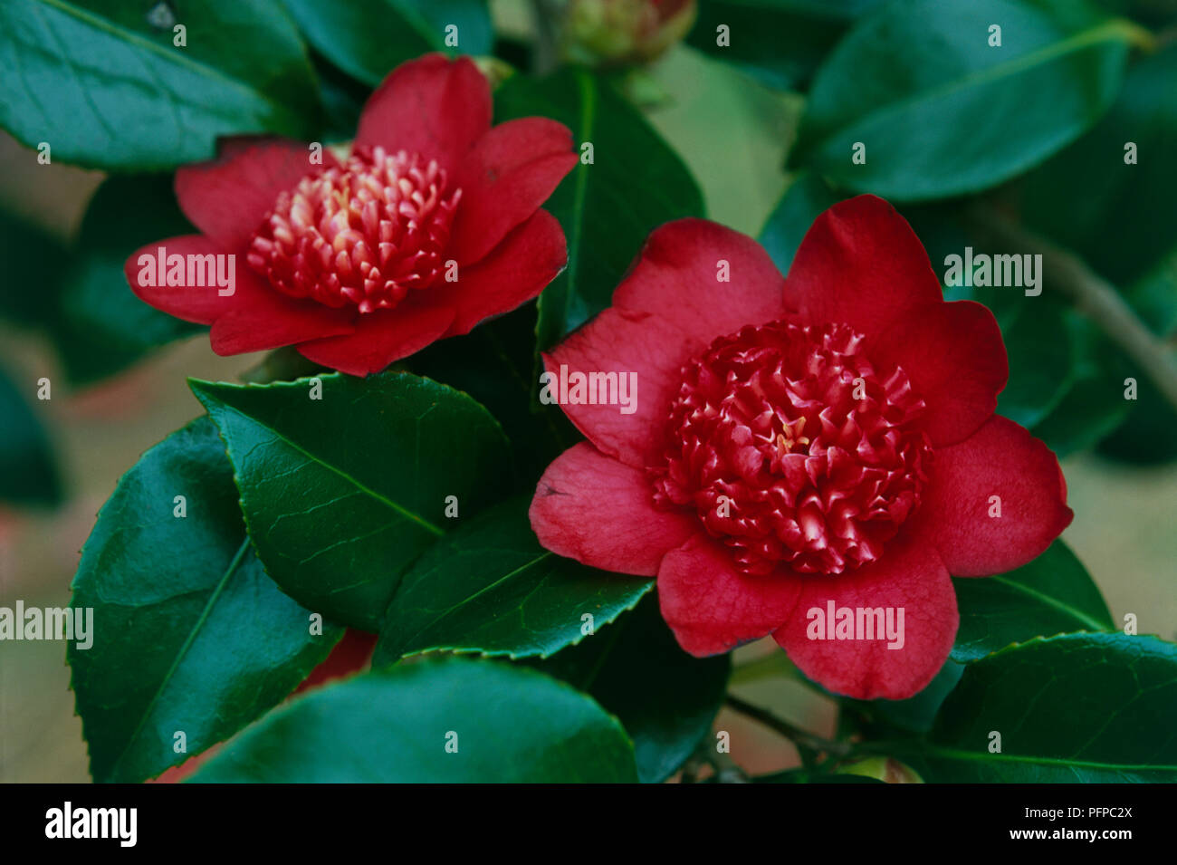 Camellia japonica 'Bob's Tinsie' (Japanese camellia), red flowers and evergreen leaves, close-up Stock Photo