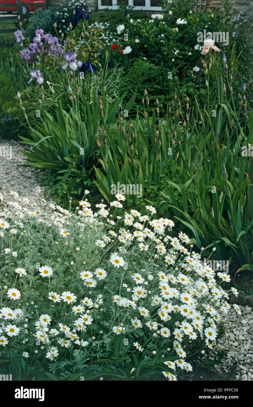 Lagurus ovatus (Hare's tail grass) and flowers from Anthemis punctata ssp cupaniana (Chamomile) Stock Photo