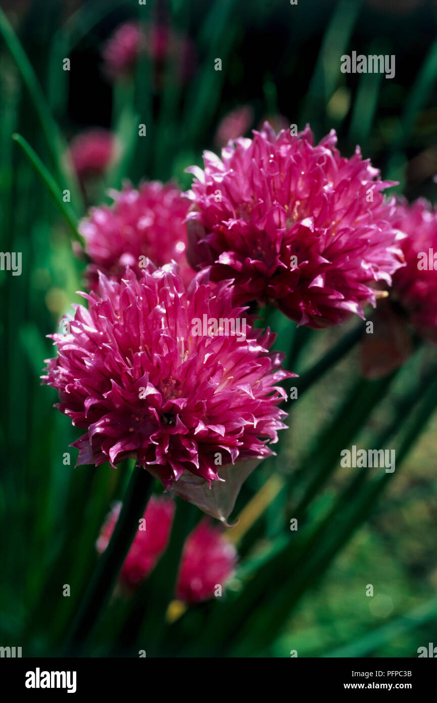 Atop thin stems hi-res stock photography and images - Alamy
