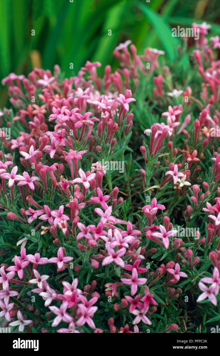 Asperula daphneola, pink flowers, close-up Stock Photo